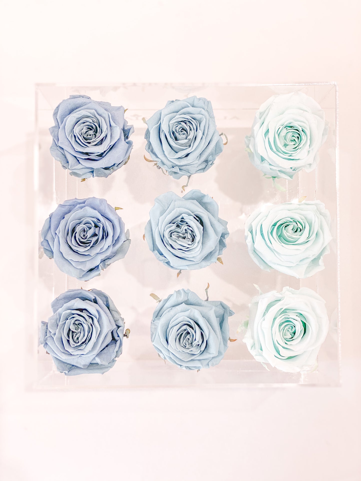 9 Rosas Preservadas en Caja Acrílica - Alejandría Arte Floral